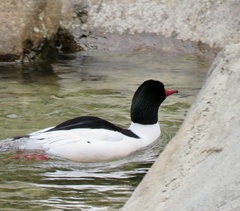 Mergus merganser