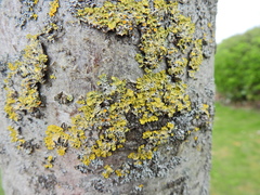 Xanthoria parietina