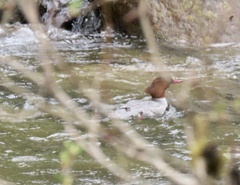 Mergus merganser