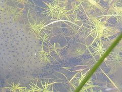 Bufo bufo