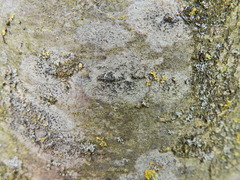 Lecidella elaeochroma