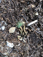 Dendragapus fuliginosus