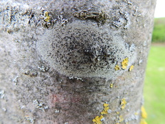 Lecidella elaeochroma