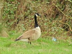 Branta canadensis