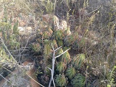 Haworthiopsis fasciata