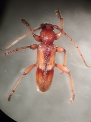 Trichoferus pallidus