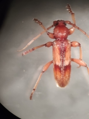 Trichoferus pallidus