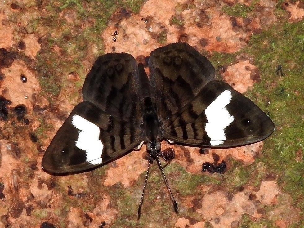 Ectima lirides