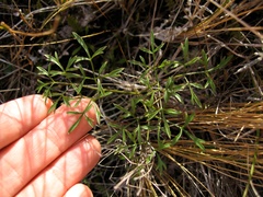 Anisotome filifolia