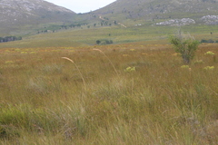 Capeochloa cincta