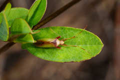 Creontiades rubrinervis