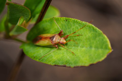 Creontiades rubrinervis