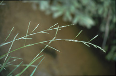 Glyceria notata