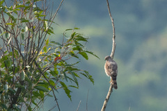 Accipiter virgatus
