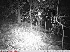 Bdeogale crassicauda