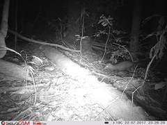 Bdeogale crassicauda