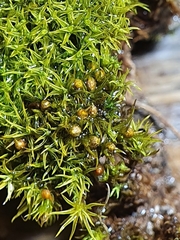 Weissia angustifolia
