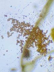 Weissia angustifolia