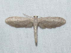 Euacidalia
