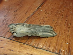 Cucullia chamomillae