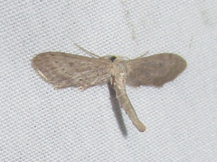 Euacidalia