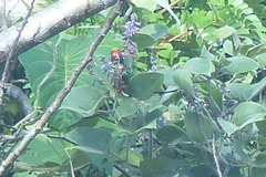 Hypocharmosyna placentis ornata