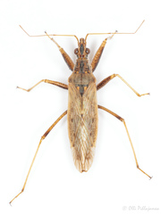Nabis punctatus