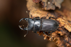 Aegus laevicollis formosae