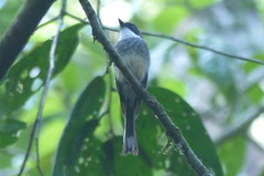 Rhipidura rufiventris