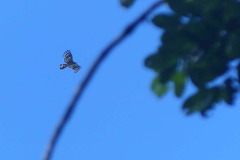 Henicopernis longicauda