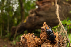 Aegus laevicollis formosae