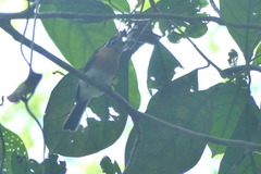 Arses telescopthalmus