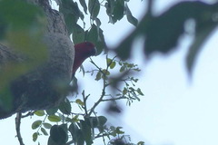 Eclectus roratus