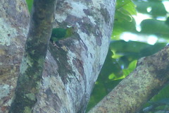 Micropsitta keiensis