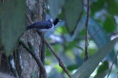 Symposiachrus guttula