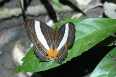 Cyrestis acilia
