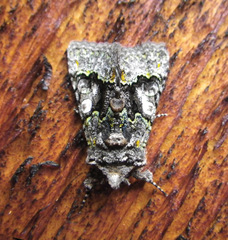 Behrensia conchiformis