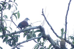 Ducula zoeae