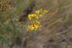 Senecio crenulatus