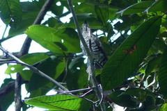 Chrysococcyx lucidus