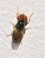Microchrysa flaviventris