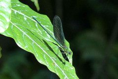 Neurobasis australis