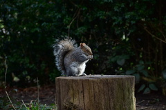 Sciurus carolinensis