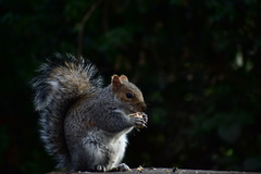 Sciurus carolinensis