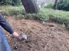 Sciurus carolinensis