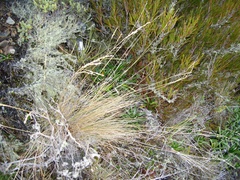 Festuca matthewsii