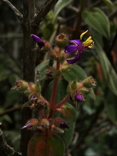 Chaetogastra mollis, photograph 6