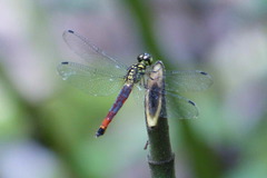 Lyriothemis meyeri