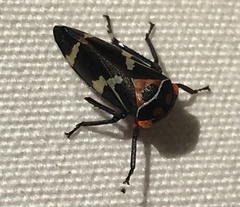 Eurymeloides pulchra