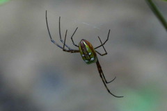 Leucauge granulata